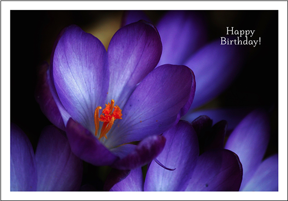 Purple Crocus Happy Birthday - Happy Birthday Purple Flowers Clipart (574x574), Png Download