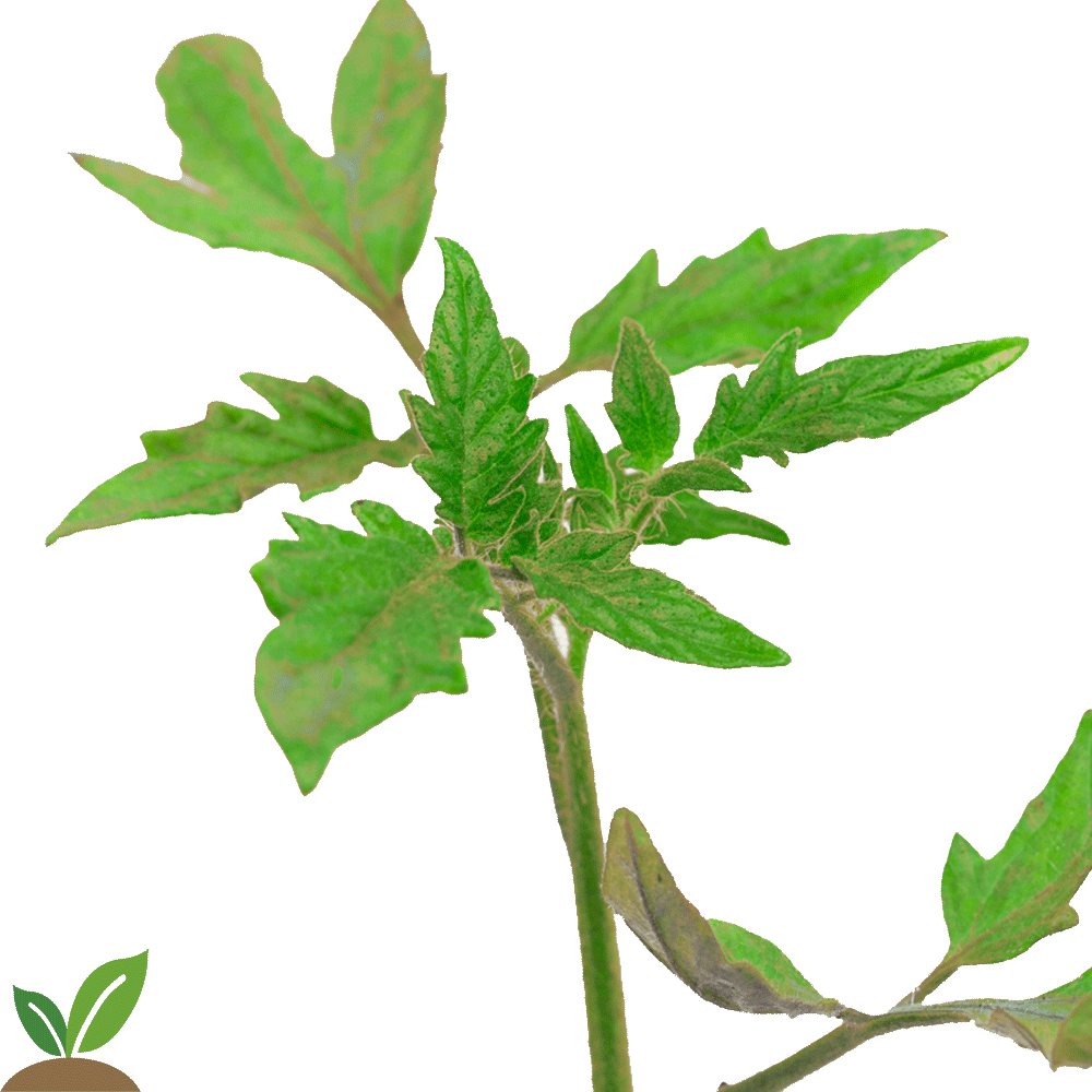 Mata De Coco Png - Plantita De Tomate Png Clipart (1000x1000), Png Download
