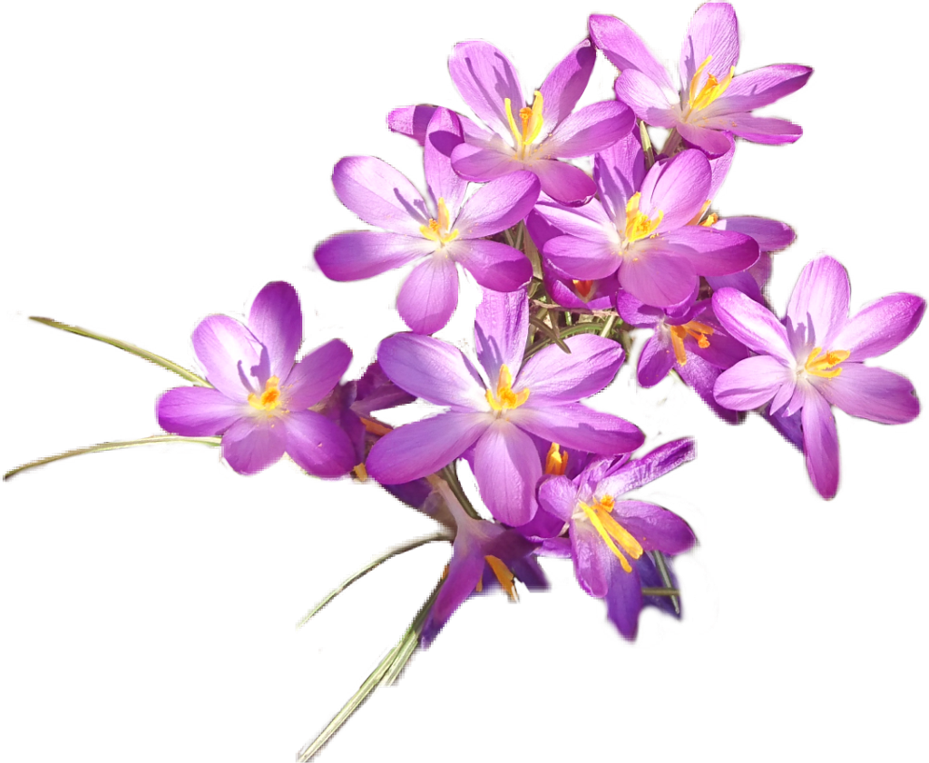 #crocus - Tommie Crocus Clipart (1024x841), Png Download