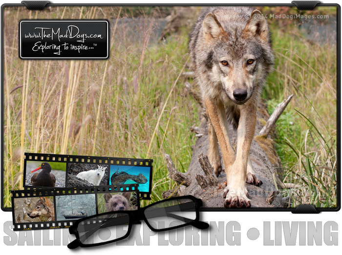 Meeting A Wild Wolf Face To Face In Alaska / Copyright - Wolfdog Clipart (700x523), Png Download