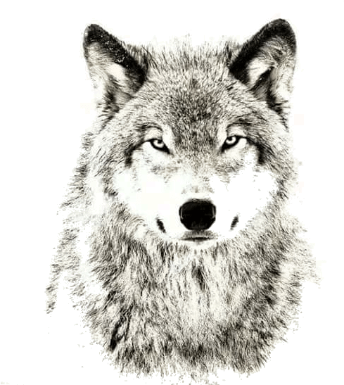 Wolves Don T Care About The Opinions Clipart (552x577), Png Download
