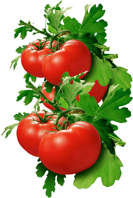 Tomato Basil Clipart (538x770), Png Download