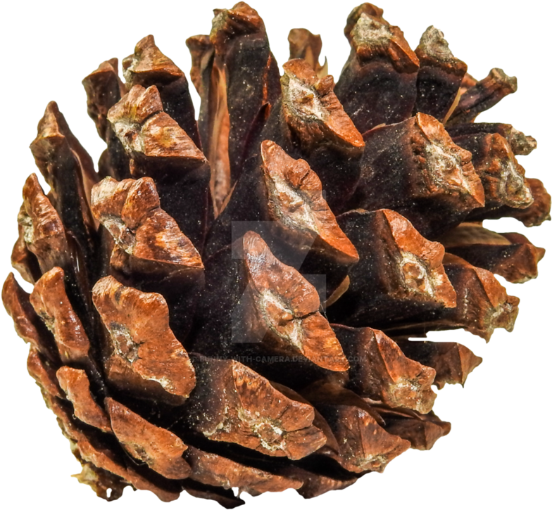 Pine Cone Png Clipart (894x894), Png Download