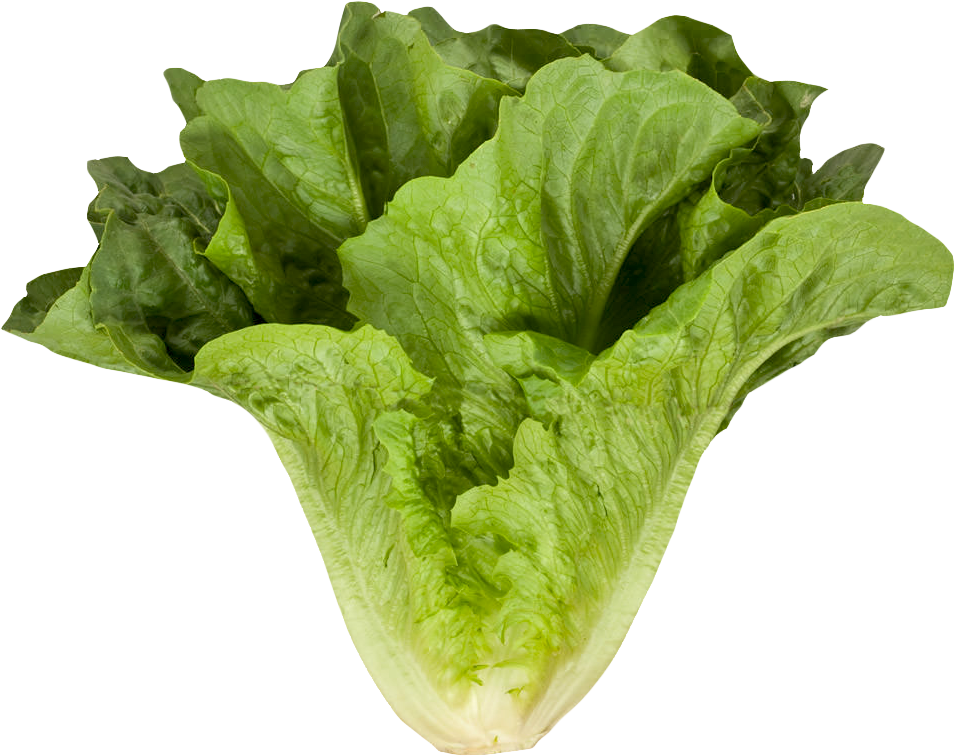 Free Png Download Romaine Cos Lettuce Png Images Background Clipart (850x680), Png Download