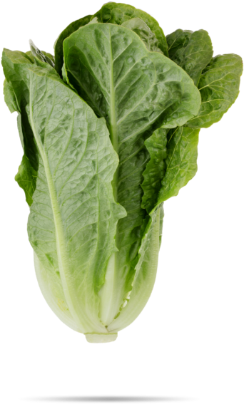 Cruciferous Vegetables Clipart (600x600), Png Download