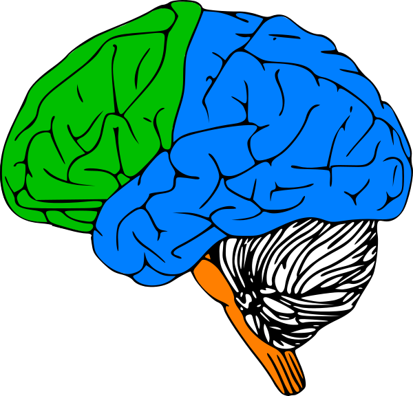 Luria Brain Clip Art - Left Hemisphere Of Brain Outline - Png Download (600x576), Png Download