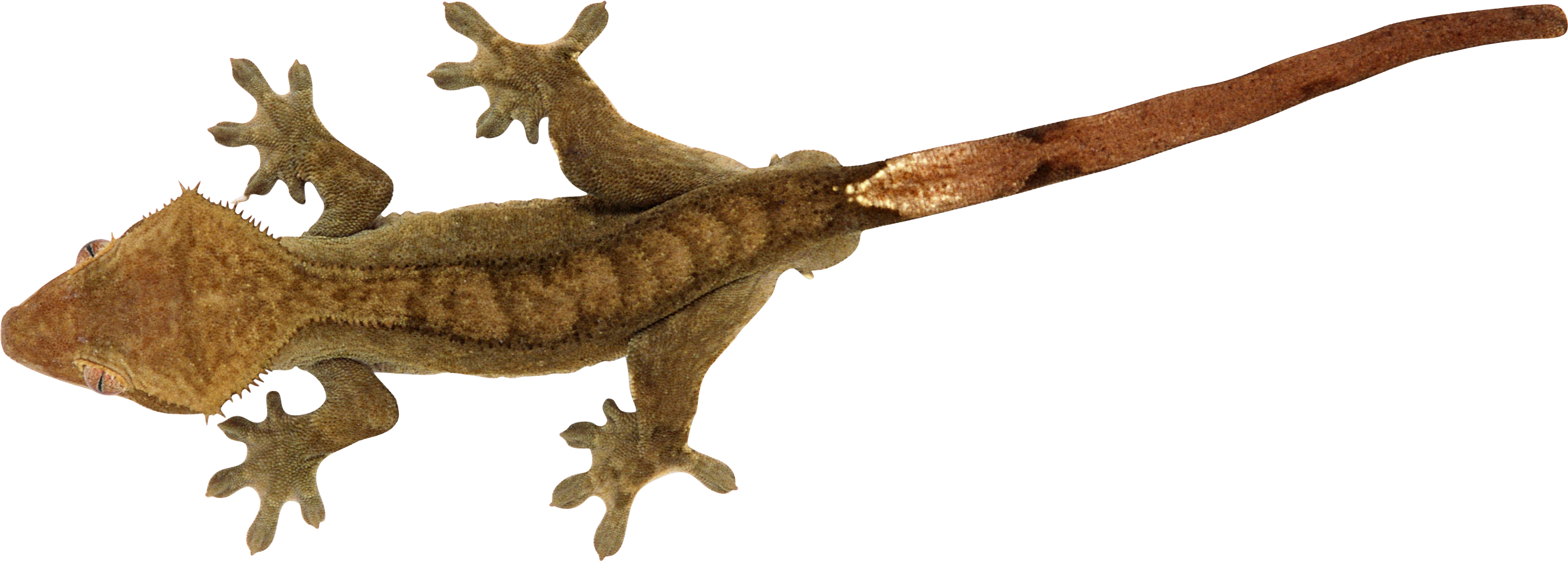 Lizard Png - Png Reptile Gif Clipart (2701x967), Png Download