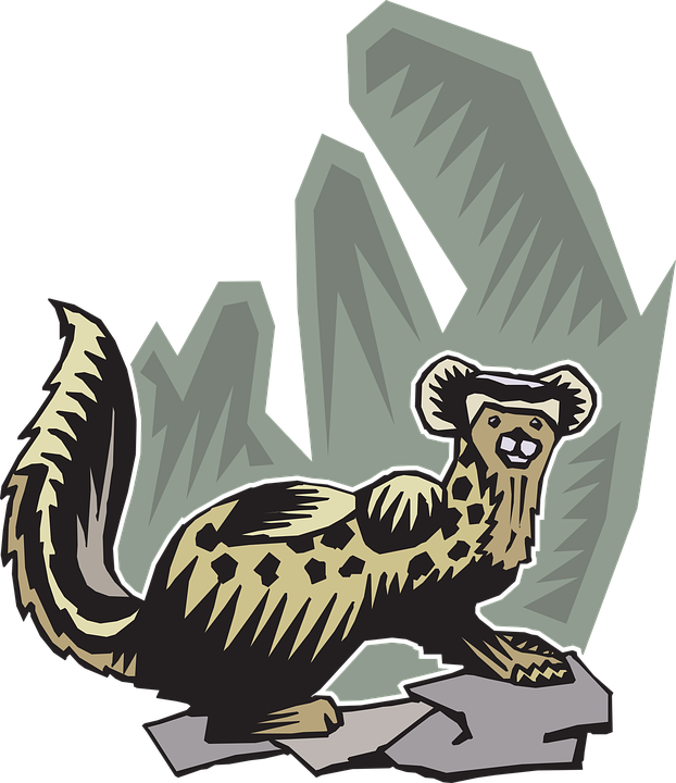 Ferret, Animal, Pet, Mammal, Polecat, Nature, Furry - Ferret Clipart (622x720), Png Download