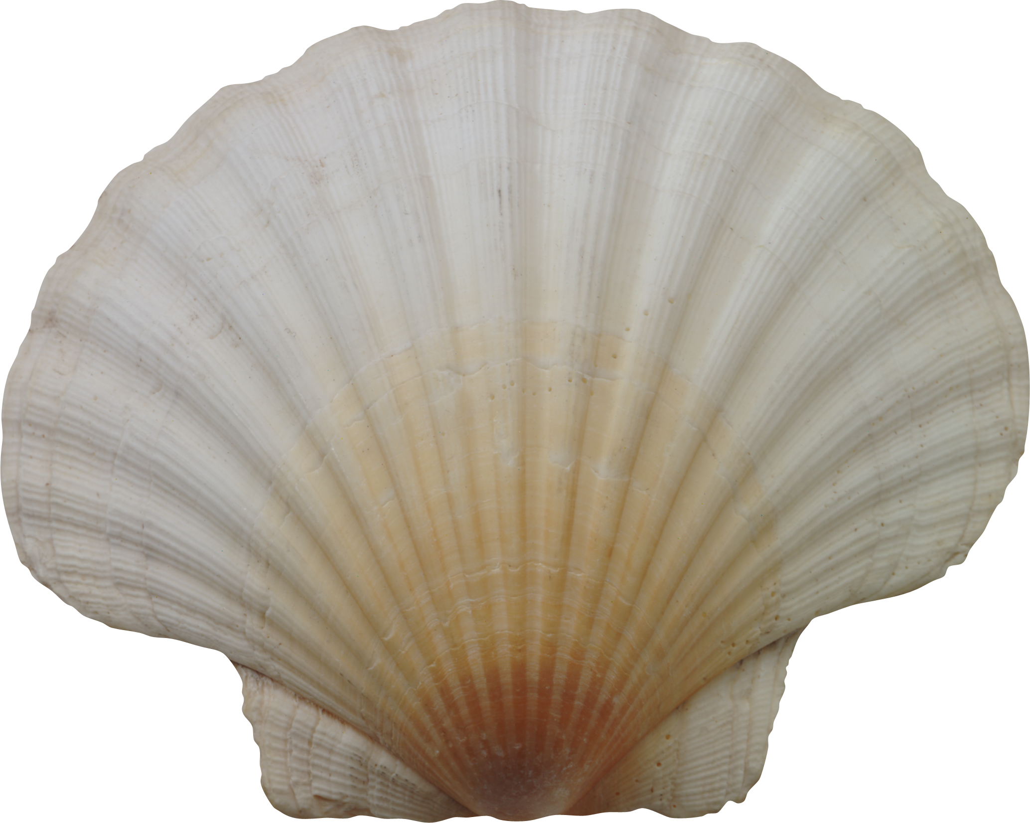 Seashell Png - Ракушка Фотошоп Clipart (2067x1651), Png Download