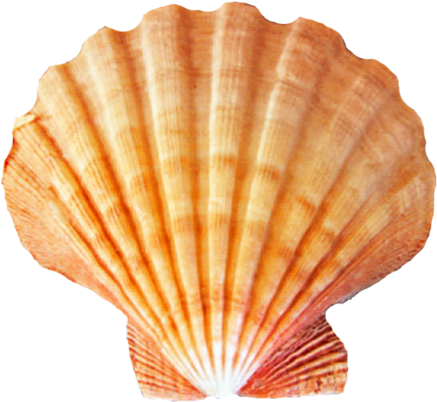 Sea Shell Png - Seashell Png Clipart (922x866), Png Download