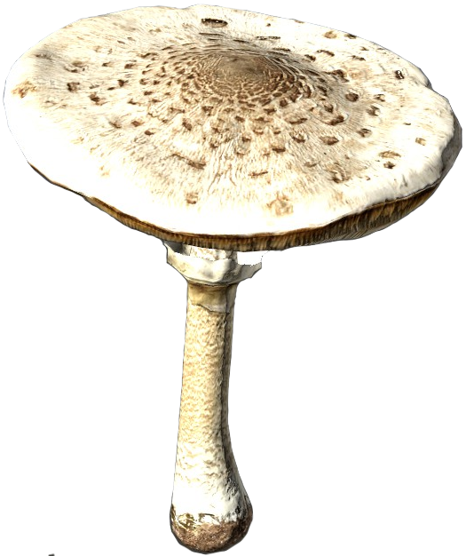 Agaric Clipart (525x626), Png Download