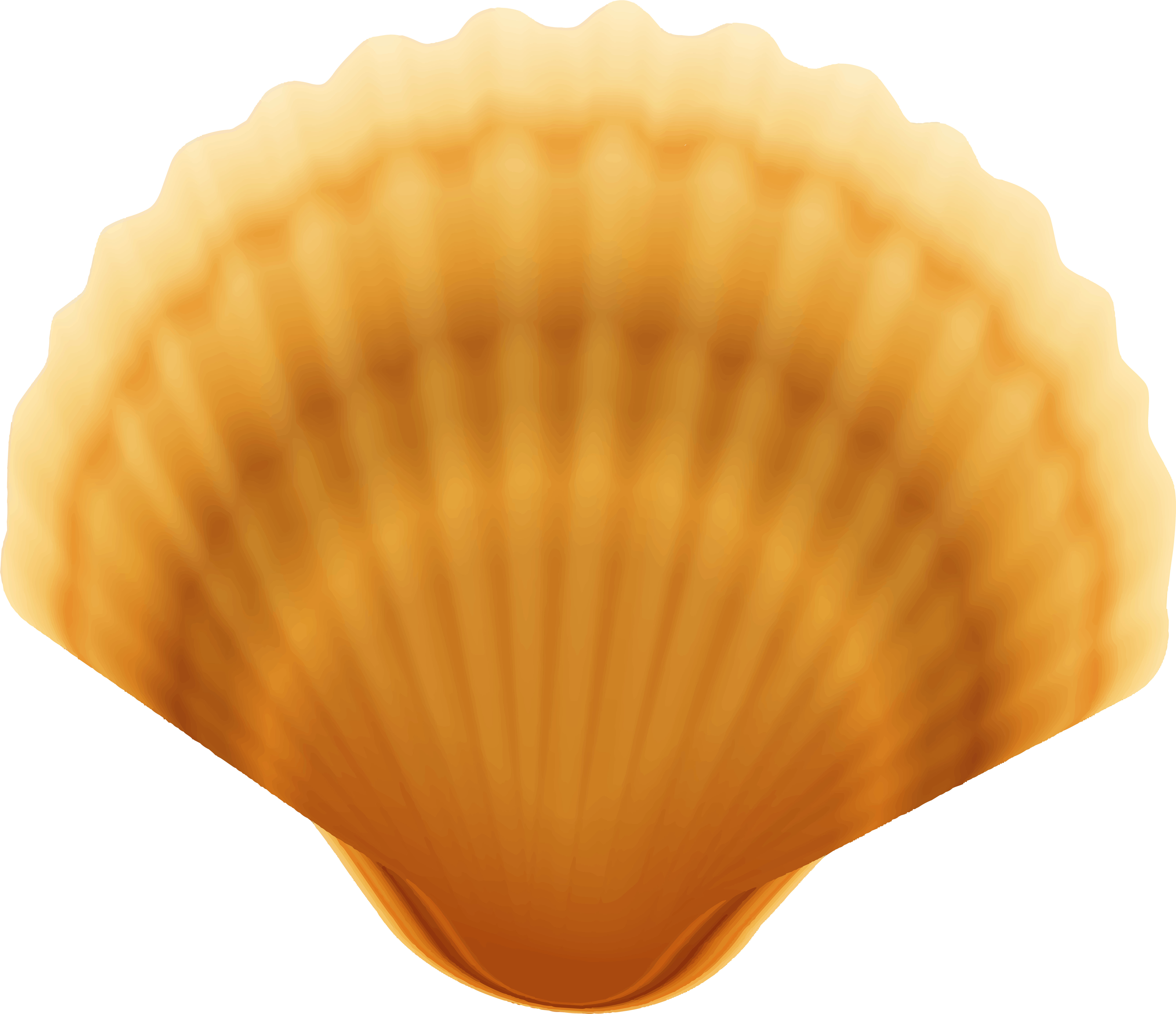 Clam Shell Transparent Png Image - Baltic Clam Clipart (600x517), Png Downl...
