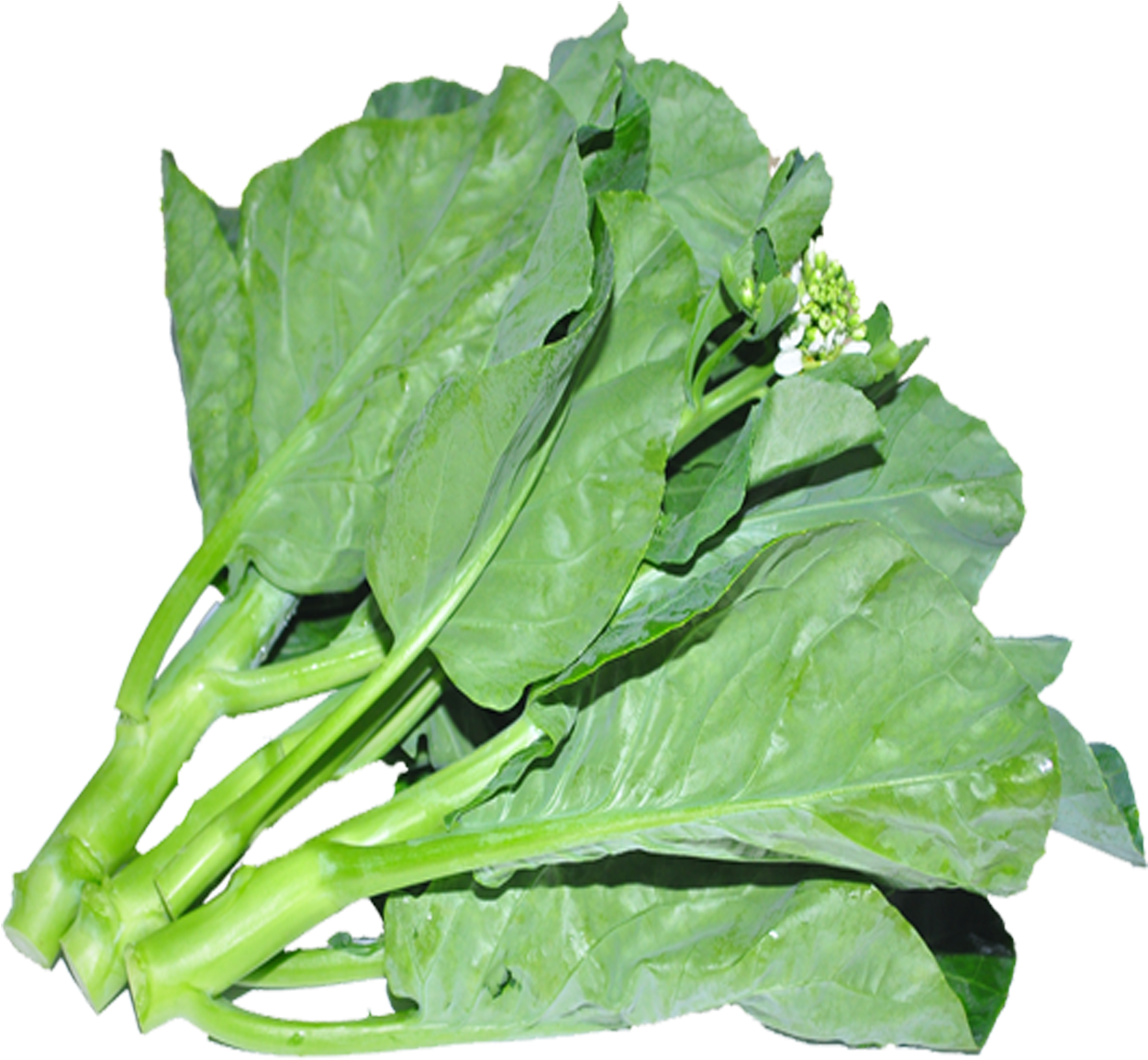 Chinese Kale - Spinach Clipart (2048x2048), Png Download