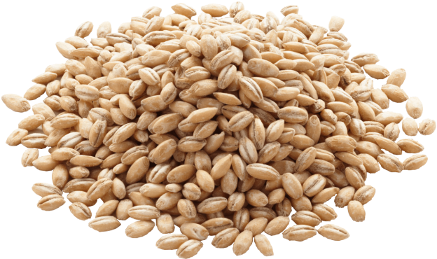 Barley Grains Png Clipart (720x480), Png Download