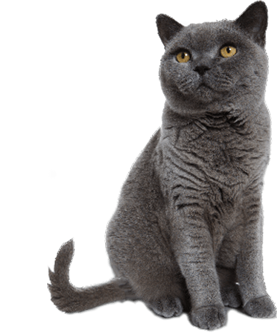 Grey Cat Sitting Transparent Image Cat Images - Transgender Clipart (634x711), Png Download