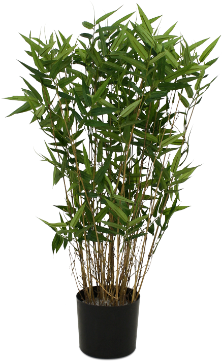Single Bamboo Tree Png - Potted Bamboo Plant Transparent Clipart (437x712), Png Download