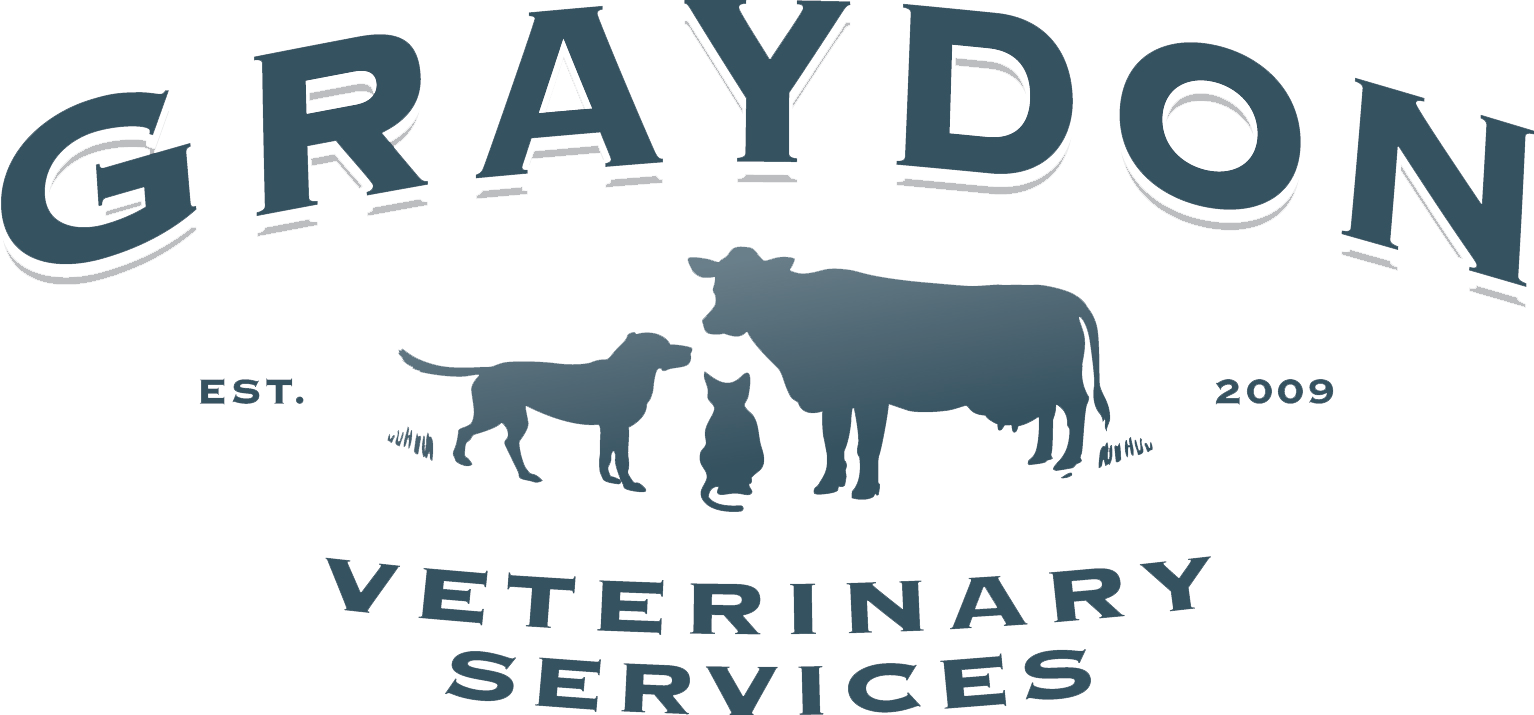 Graydon Veterinary Services - Cattle Clipart (1534x715), Png Download