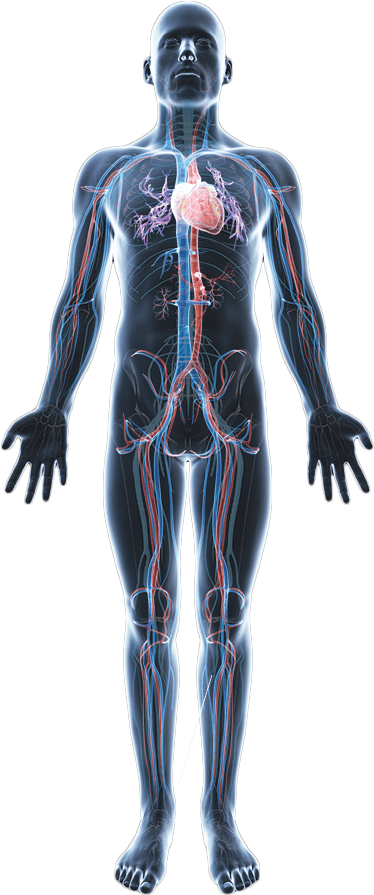 Png Images All Hd Transparent Background - Illustration Clipart (500x900), Png Download