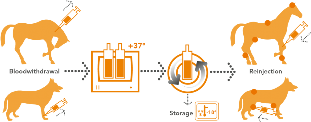 Orthokine Vet Irap-processing Horse And Dog - Autologous Conditioned Serum Horse Clipart (1024x400), Png Download