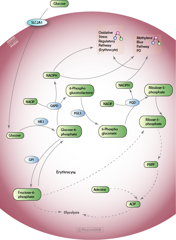 Pentose Phosphate Pathway , Pharmacodynamics Diagram - Pentose Phosphate Pathway In Rbc Clipart (594x810), Png Download