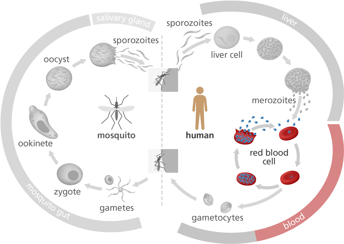 Illustration Highlighting The Red Blood Cell Stage - Discuss Malaria Life Cycle Clipart (1200x870), Png Download