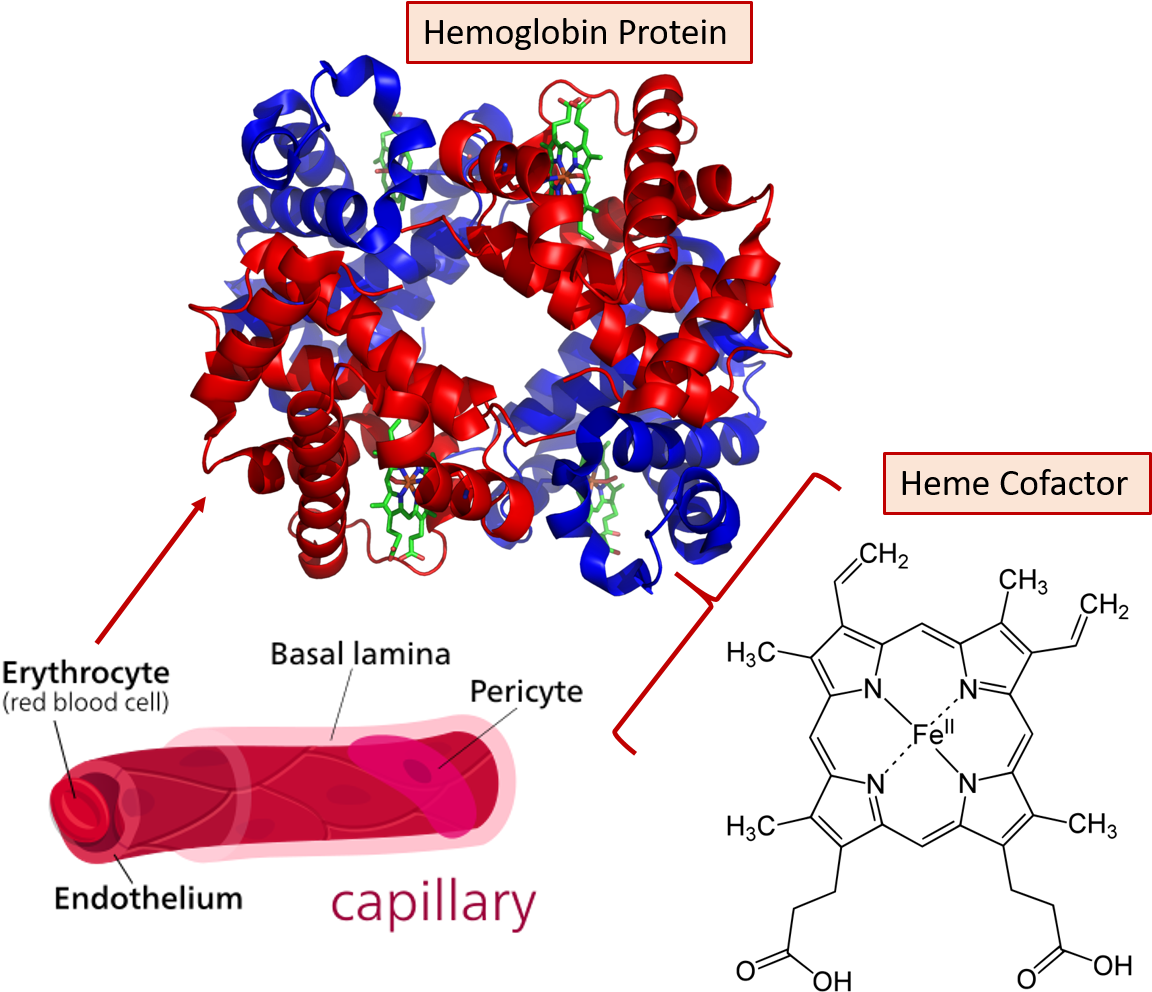 The Hemoglobin Protein Makes Up About 95% Of The Dry - Protein With Alpha Helix And Beta Sheet Clipart (1174x1006), Png Download