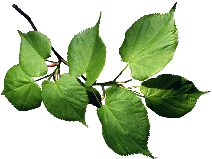 Jardin L' Amour Scrapbook, Plants, Gardens, Love, Scrapbooking, - Деревья Презентация Clipart (800x800), Png Download