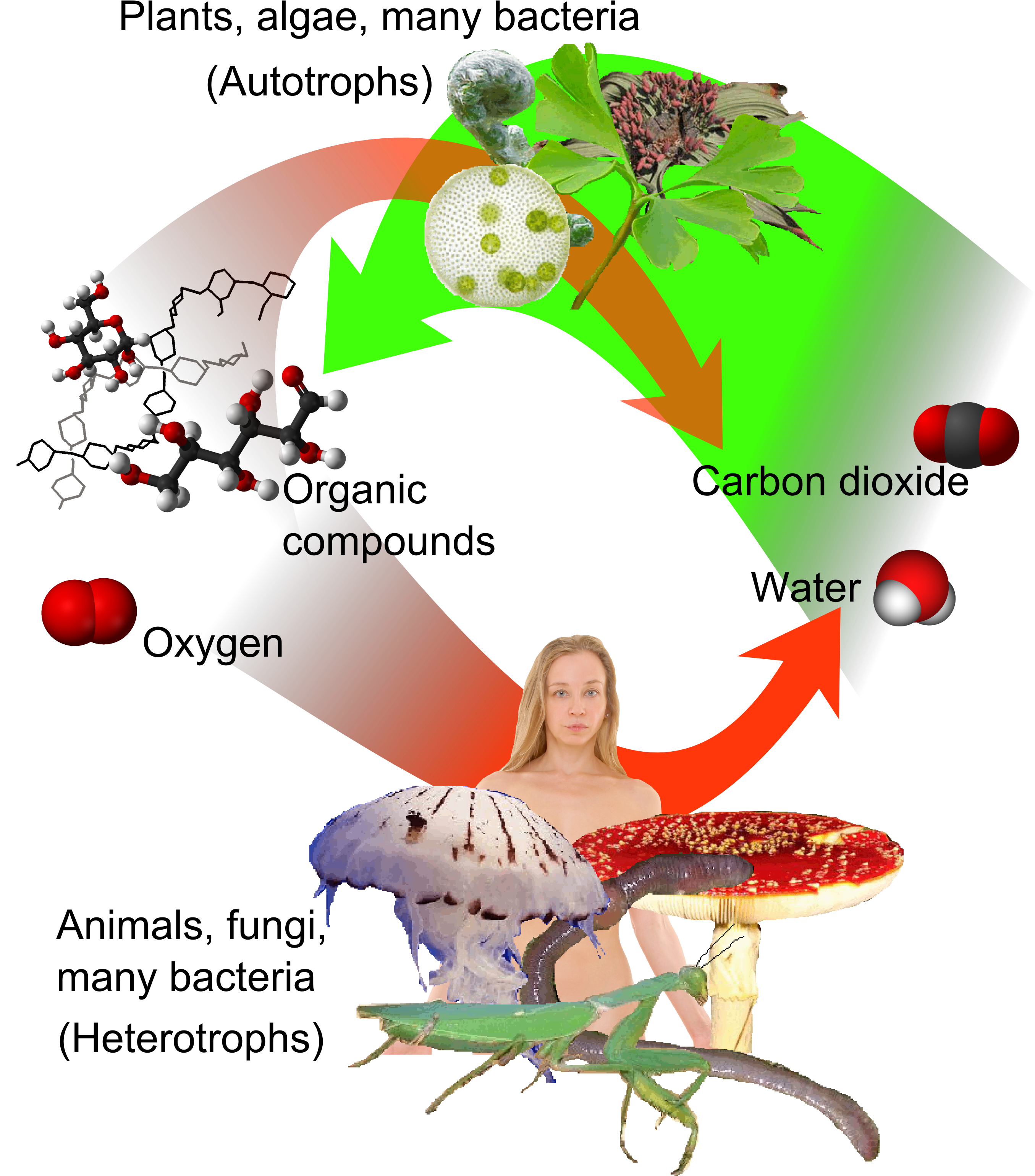 Auto-and Heterotrophs - Plant And Animal Immune System Clipart (2722x3167), Png Download