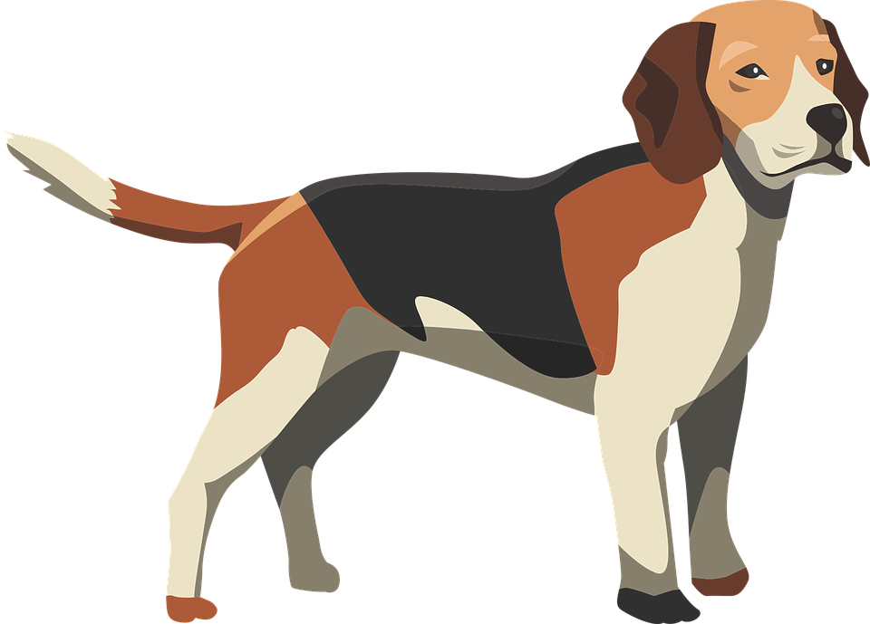 Dog, Hound, Mammal, Animal, Pet, Puppy, Cute, Canine - Cute Anatomy Of A Dog Clipart (960x689), Png Download