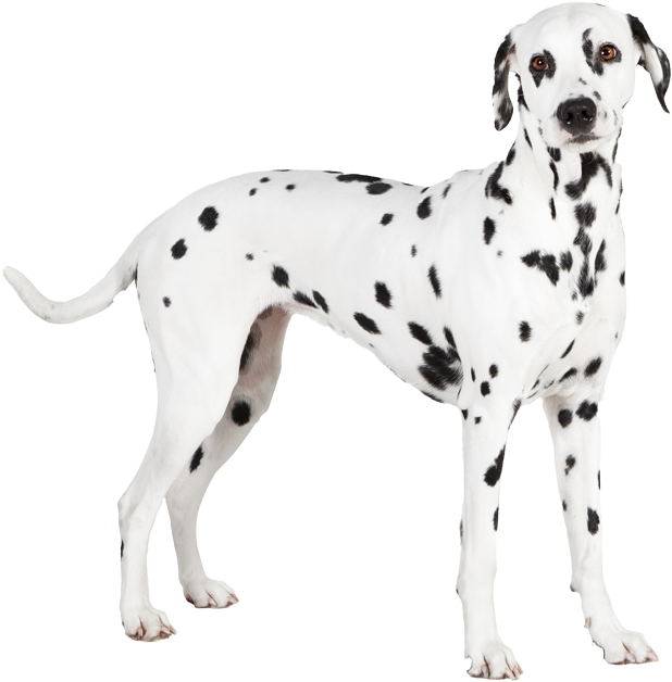 Dalmatian , Png Download - Dalmatian Clipart (618x628), Png Download