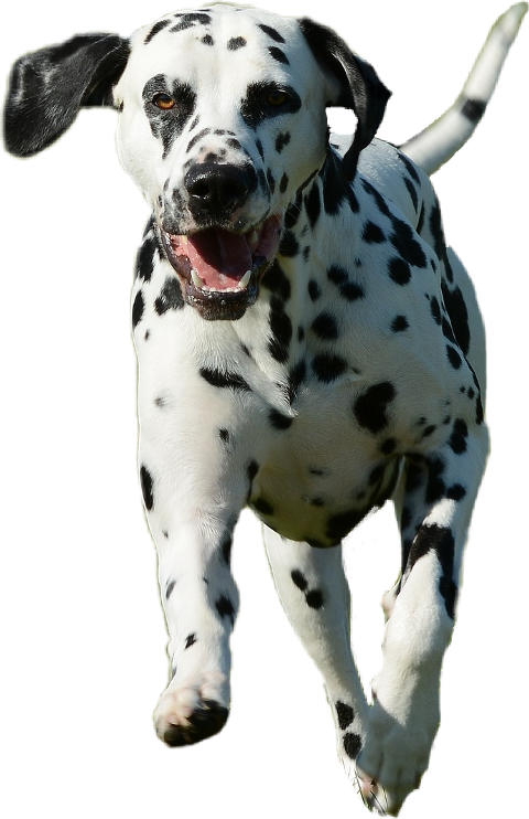 Dalmatian Clipart (480x742), Png Download