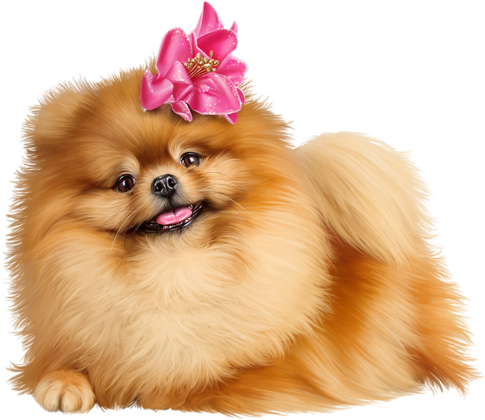 Cute Pomeranian Puppies - Free Pomeranian Clip Art - Png Download (800x686), Png Download