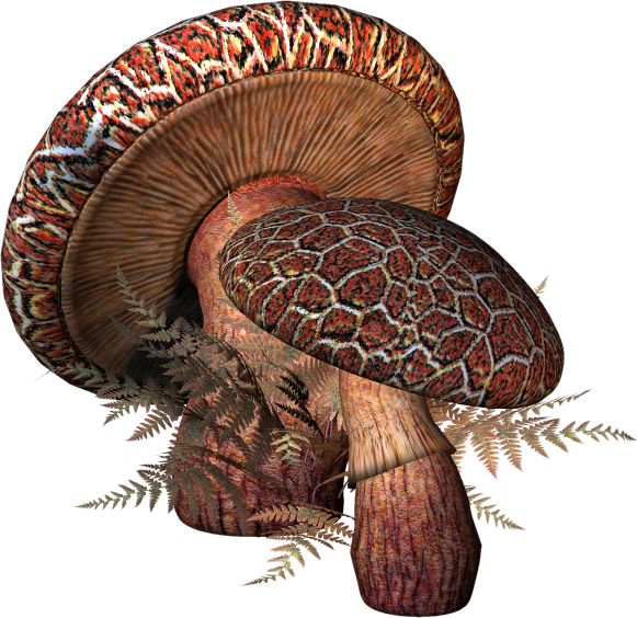 Toadstool Png - Fantasy Mushroom Clipart (581x564), Png Download