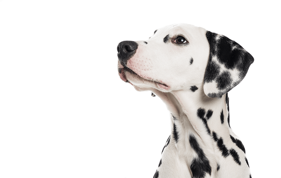Pet Boarding, Dog Training, Dalmatian, Merton - Dalmatian Clipart (1158x705), Png Download