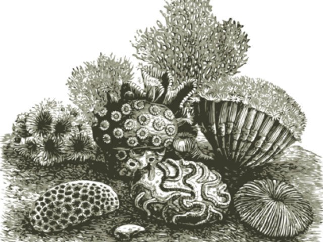 Coral Reef Clipart Fan Coral - Coral Reef Drawing Transparent - Png Download (640x480), Png Download