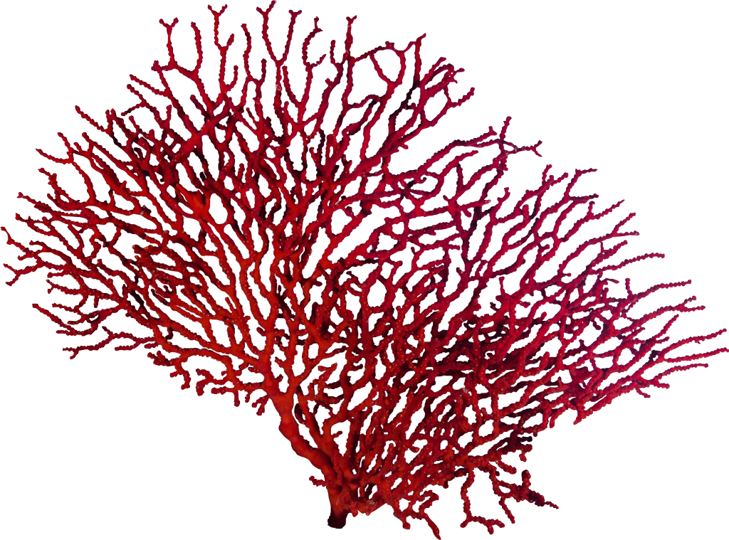 #coral #reef #water #sealofe - Corals Png Clipart (1024x759), Png Download
