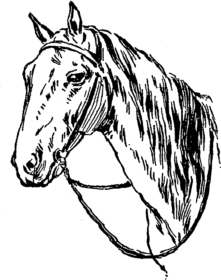 Digital Horse Clip Art - Mane - Png Download (800x1019), Png Download
