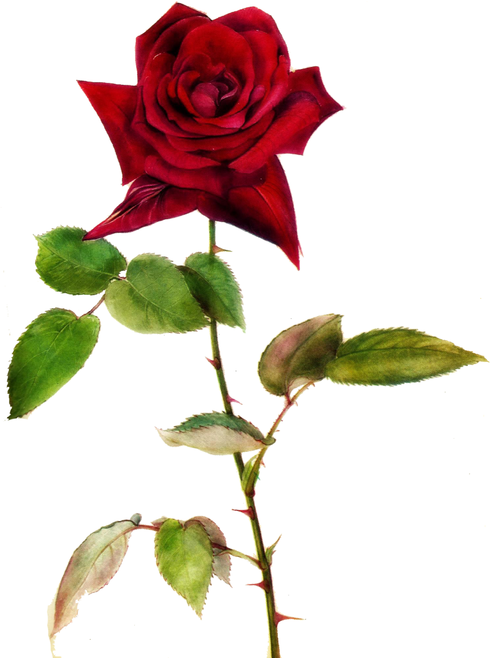 Single Red Rose Clip Art Free Best - Picsart Transparent Background Rose Png (1024x1346), Png Download
