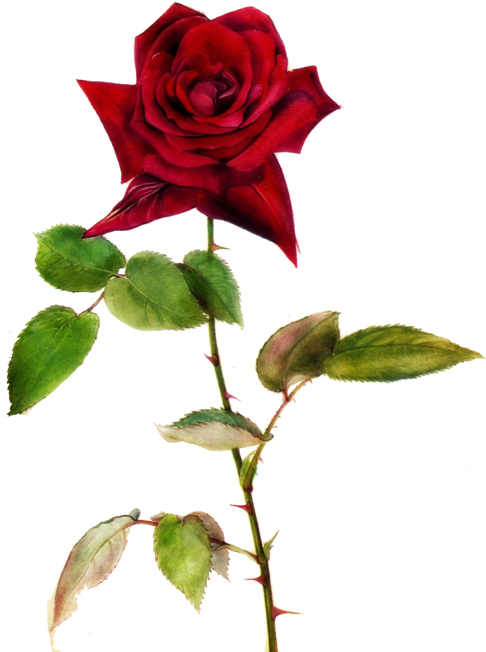 Single Red Rose Clip Art Free Best Picsart Transparent Background