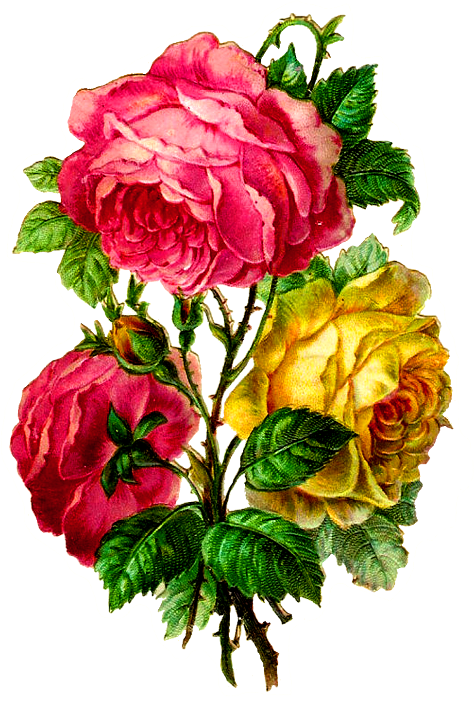 Centifolia Roses Paper Flower Bouquet Cut Flowers - Hybrid Tea Rose Clipart (976x1461), Png Download