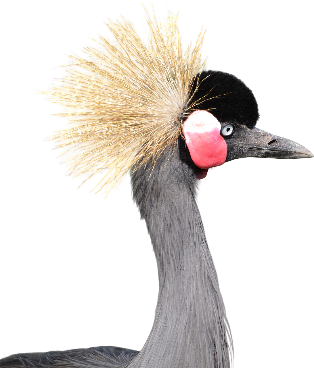 Gray - Grey Crowned Crane White Background Clipart (1092x1280), Png Download