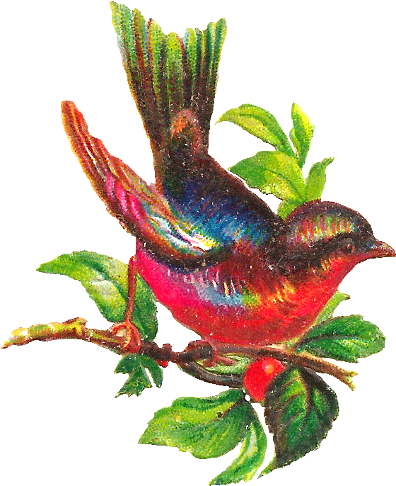 Free Bird Clip Art - Songbird - Png Download (739x858), Png Download