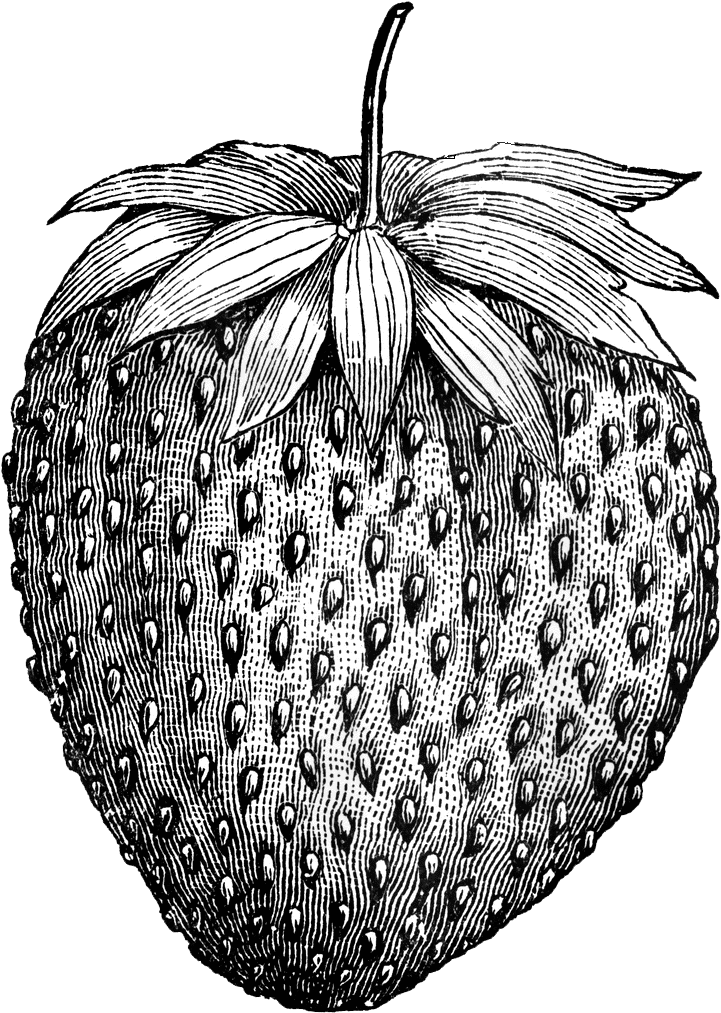 Boy On A - Black And White Strawberry Tattoo Clipart (726x1024), Png Download
