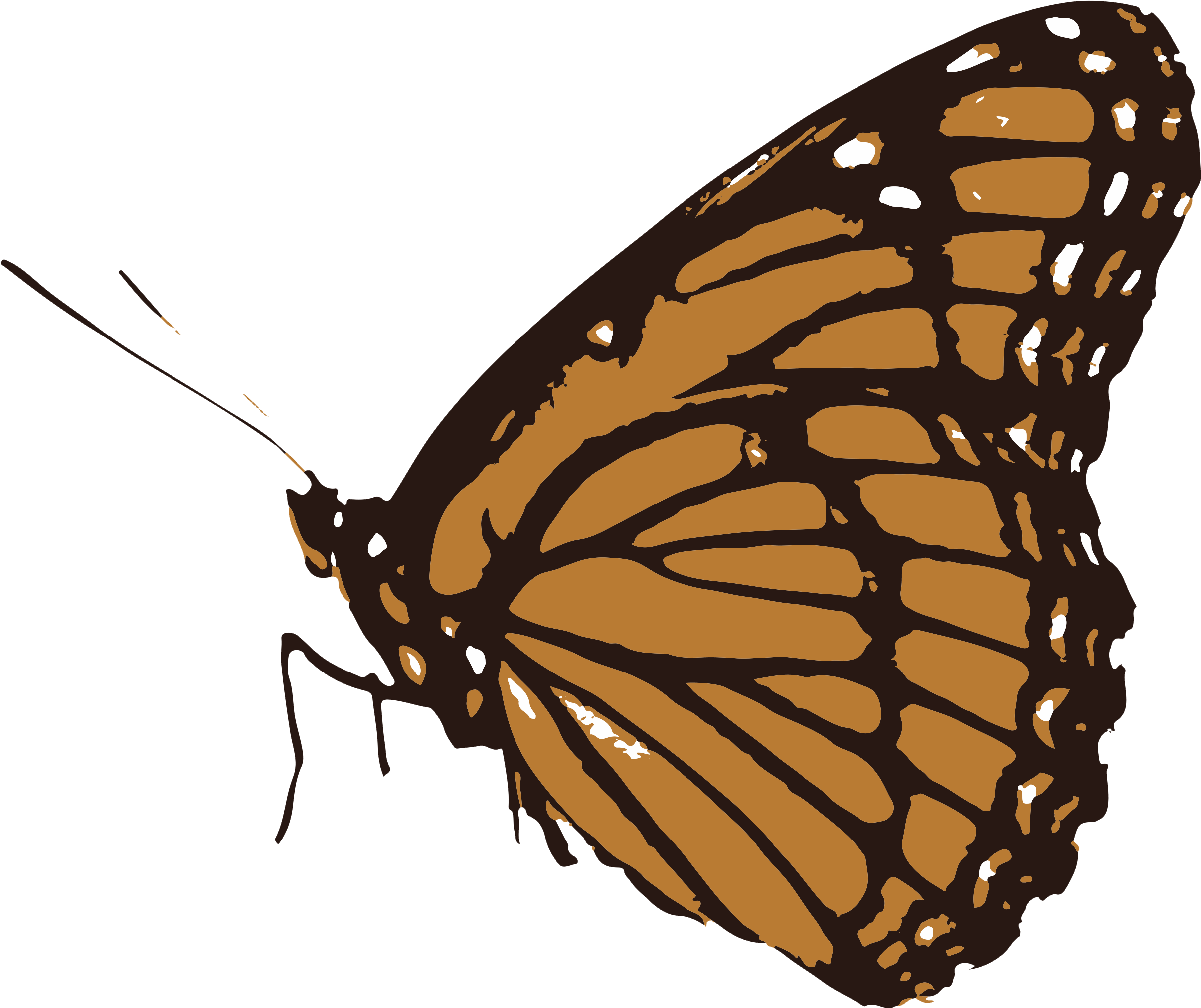 Life Inside Texas' Border Security Zone - Transparent Butterfly Clipart (2900x2148), Png Download
