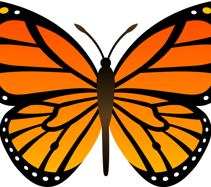 Cartoon Butterfly Image - Butterfly Png Cartoon Clipart (678x600), Png Download