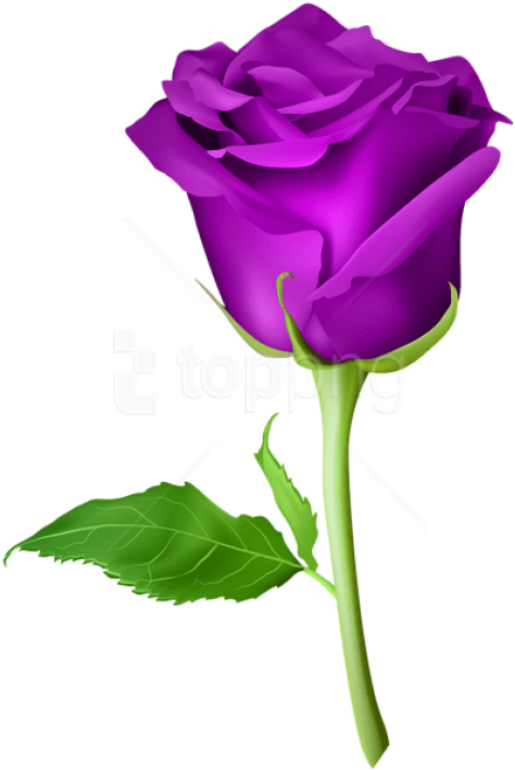 Free Png Download Rose Purple Transparent Png Images - Rose Flower Png Clipart (480x712), Png Download