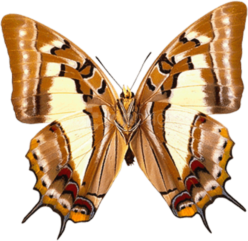 Free Png Download Butterfly Clipart Png Photo Png Images - Коричневая Бабочка На Прозрачном Фоне Transparent Png (850x849), Png Download