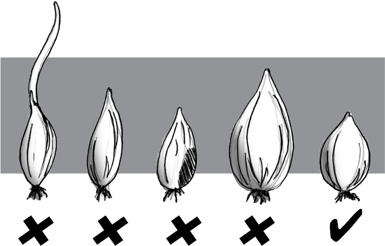 From - Grow White Onion Clipart (779x515), Png Download