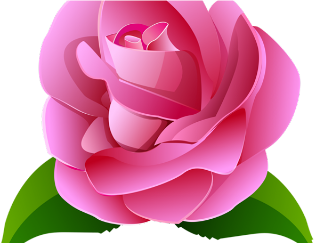 Rose Clipart Transparent Background - Rosas Cor De Rosa Png (640x480), Png Download