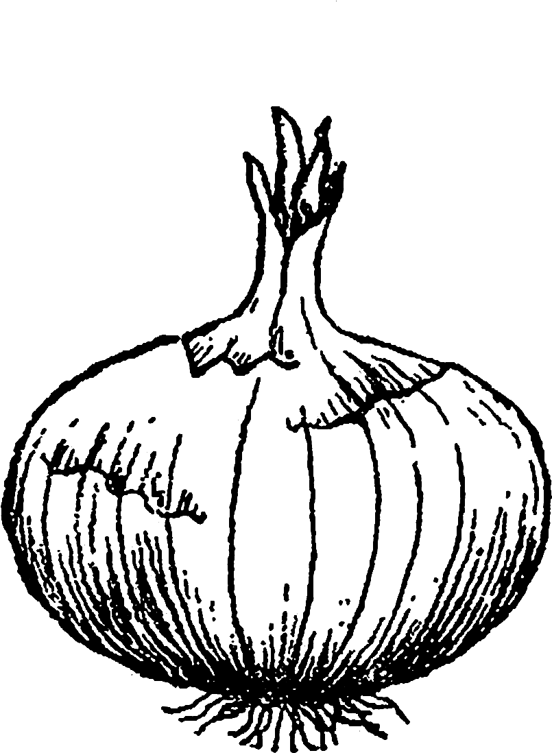 Digital Stamp Design - Onion Illustration Clipart (1200x1266), Png Download